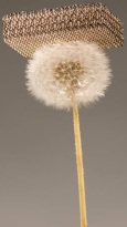 ultralight metallic microlattice is 99.9% air and is so light that it can sit atop dandelion fluff without damaging it