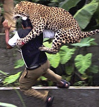 This isn't a bobcat, but a leopard attacking some poor smuck in India