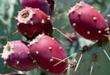 prickly pear tuna fruit on the cactus